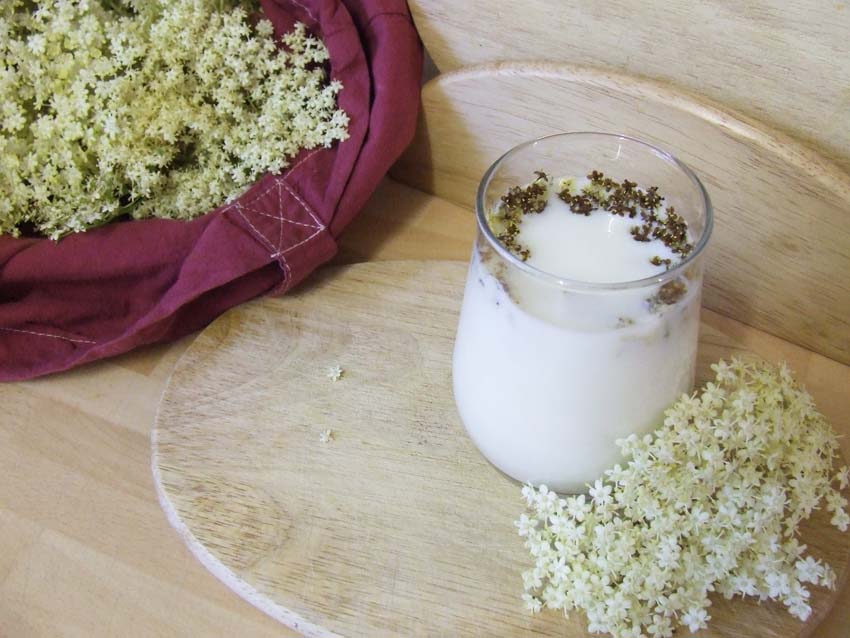 Sweet, fragrant elderflower milk & elderflower fritters – sugar free