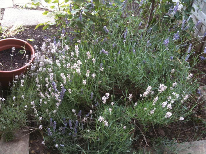 my jersey lavender plants