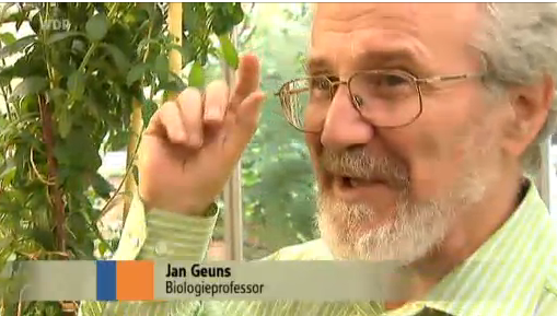 Professor Jan Geuns with his 2 meter Stevia plant